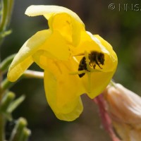 Large-flowered Evening-primrose